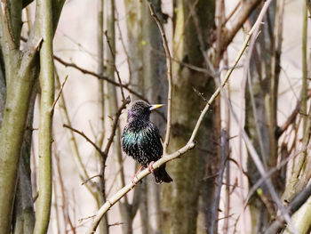 View of bird perching on branch