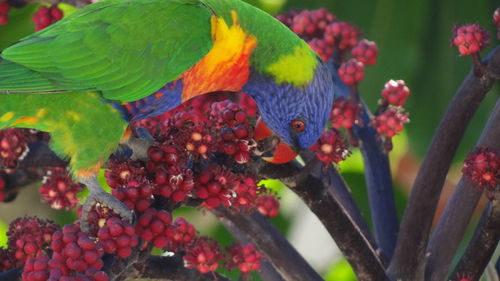 Close-up of parrot perching on branch