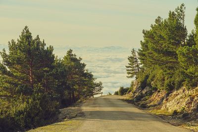 Road amidst trees against sky