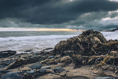 Seaweed at beach against cloudy sky