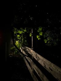 Close-up of plants at night