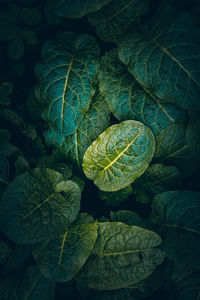 Full frame shot of green leaves