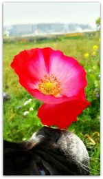 Close-up of red poppy blooming in field