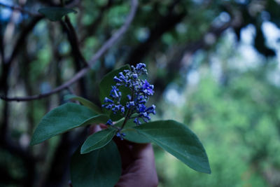 Close-up of flower blooming outdoors