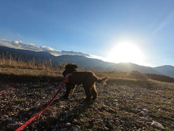 View of horse on mountain against sky