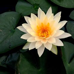 Close-up of lotus water lily in pond