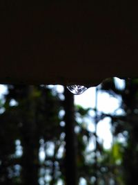 Close-up of water drop on tree