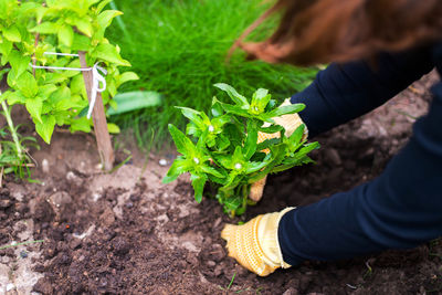 Low section of woman gardening