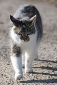 Close-up of cat sitting outdoors