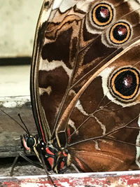 Close-up of insect