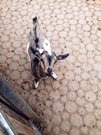High angle portrait of goat standing on sidewalk
