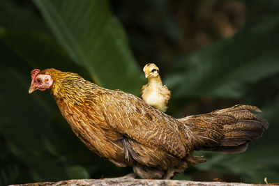 Chicks on hen's back