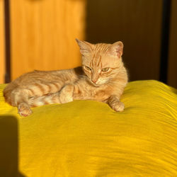 Portrait of a cat resting