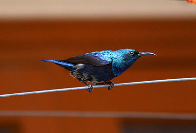 Close-up of tiny bird perching