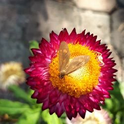 Close-up of honey bee on red flower