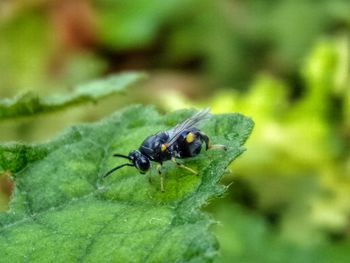 Close-up of insect on plant