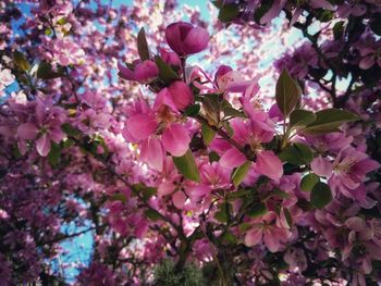 Close-up of pink cherry blossoms in spring