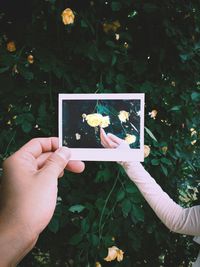 Cropped hand of person holding photograph against friend touching flower