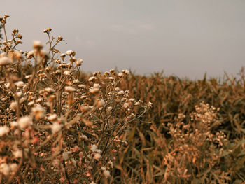 Close-up of wilted flower on field against sky