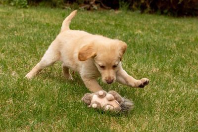 High angle view of puppy relaxing on field