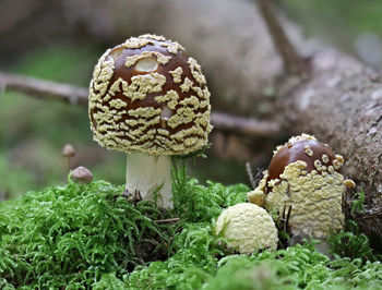 Close-up of agaric mushrooms growing on land
