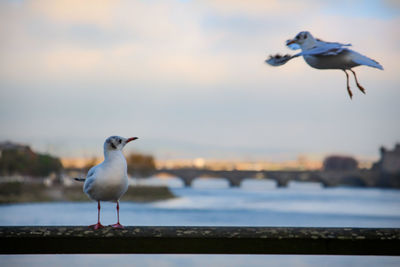 Seagull flying over sea against sky