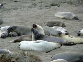 High angle view of seals resting at beach