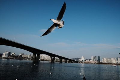 Low angle view of seagull flying over river in city against sky