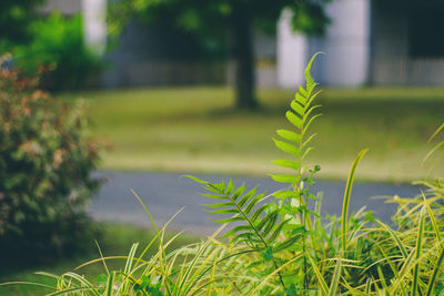 Close-up of grass growing on field