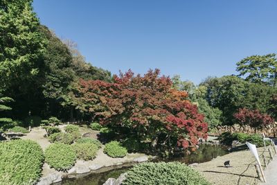 Trees in park against clear sky