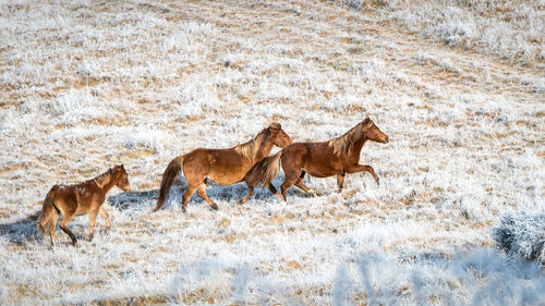 Horses running in a field