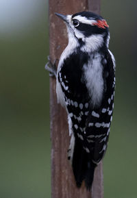 A downy woodpecker holds onto a garden fence post