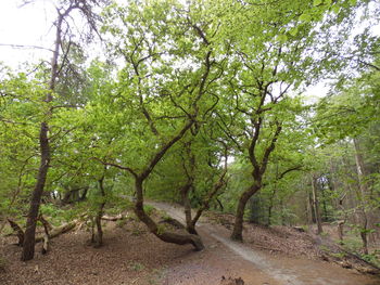 Footpath amidst trees