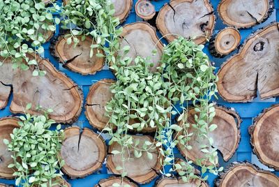 Close-up of plants in market