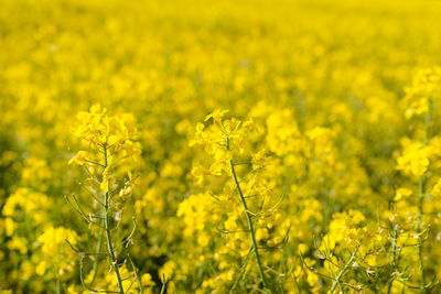 Scenic view of oilseed rape field