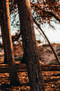 Close-up of tree trunk in forest