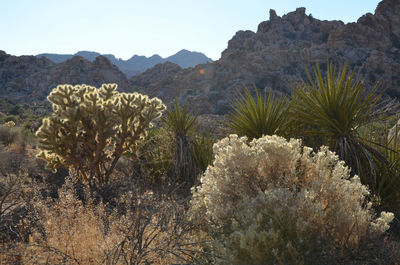 Cactus plants growing in desert against clear sky