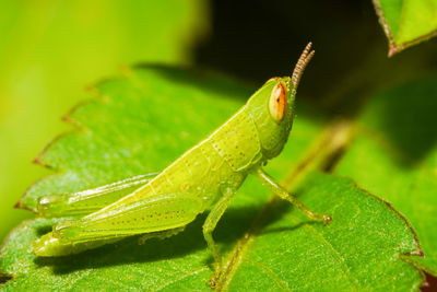 Close-up of insect on leaf