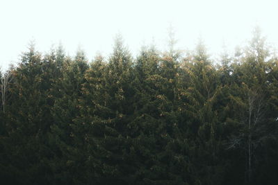 Trees against clear sky