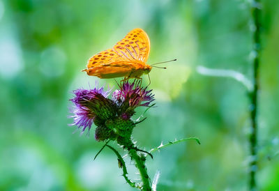 Butterfly in the morning schmetterling auf einer distel