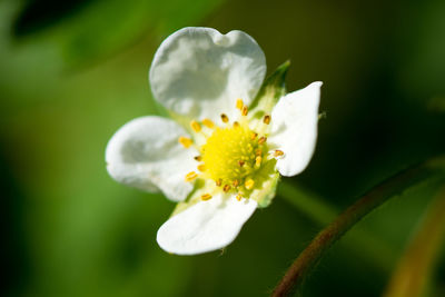 Close-up of white flower blooming outdoors