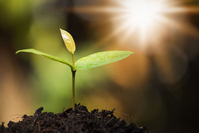 Close-up of seedling