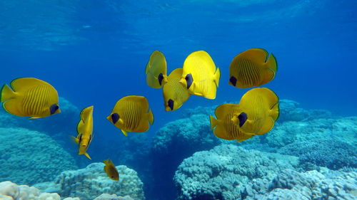 Butterfly fish chaetodontidae. masked butterfly fish. 