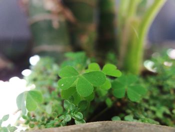 Close-up of small plant