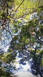 Low angle view of tree against sky