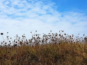 Seed capsules of daucus carota against blue  sky.