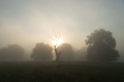 Silhouette trees on field against sky at morning