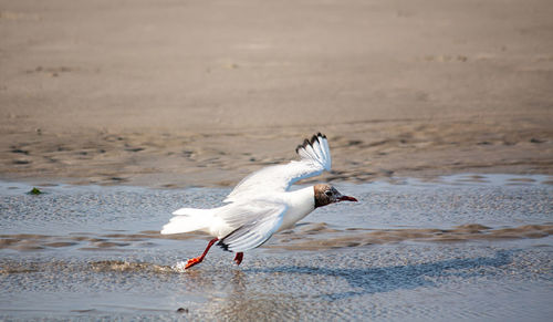 Birds in flight