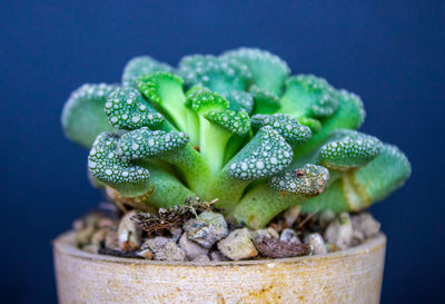 Close-up of ice cream in potted plant