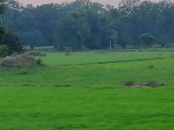 Scenic view of grassy field